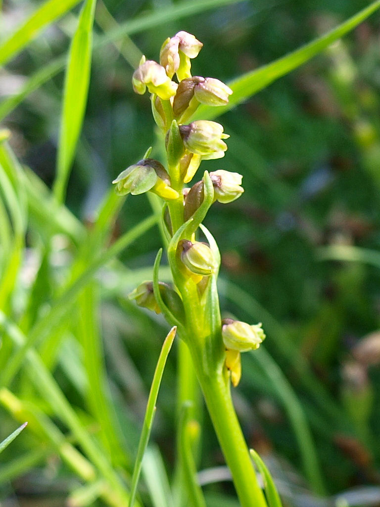 Dal Passo Giau Chamorchis alpina